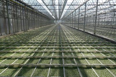 Gewächshalle mit besandeten Jungpflanzen